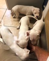 Dogo Cubano Puppies for sale in Albuquerque, NM, USA. price: $800