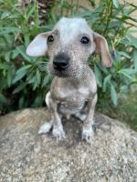 Dogo Cubano Puppies for sale in Phoenix, AZ, USA. price: $400