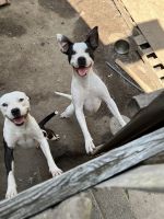 Dogo Cubano Puppies for sale in Sicklerville, Winslow Township, NJ 08081, USA. price: NA