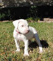 Dogo Sardesco Puppies for sale in Sun Prairie, WI 53590, USA. price: $1,000