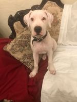 Dogo Sardesco Puppies for sale in Los Angeles County, CA, USA. price: $550