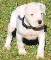 Dogo Sardesco Puppies for sale in Dallas, TX 75204, USA. price: $400
