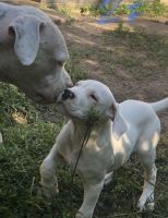 Dogo Sardesco Puppies Photos