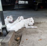 Dogo Sardesco Puppies for sale in Groveland, FL, USA. price: $1,200