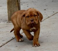 Dogue De Bordeaux Puppies for sale in Albuquerque, NM 87123, USA. price: $500