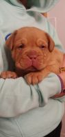 Dogue De Bordeaux Puppies for sale in Everett, WA, USA. price: $2,200