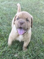 Dogue De Bordeaux Puppies for sale in Batavia, OH 45103, USA. price: $1,800