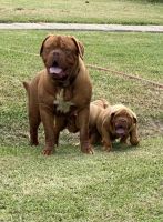 Dogue De Bordeaux Puppies for sale in Alvin, TX, USA. price: $2,000