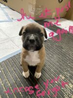 Dogue De Bordeaux Puppies for sale in Walsingham, ON N0E 1X0, Canada. price: $1,600