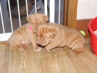 Dogue De Bordeaux Puppies for sale in Long Beach, California. price: $550