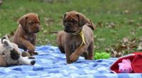 Dogue De Bordeaux Puppies for sale in Claremont, Tasmania. price: $2,000