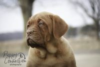 Dogue De Bordeaux Puppies for sale in Plymouth, Indiana. price: $1,600