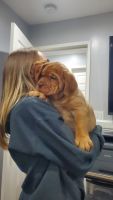 Dogue De Bordeaux Puppies for sale in Riverside, CA 92505, USA. price: $2,000