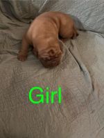 Dogue De Bordeaux Puppies for sale in Ocala, Florida. price: NA
