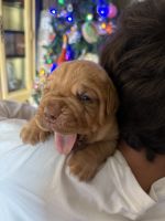 Dogue De Bordeaux Puppies for sale in El Reno, OK, USA. price: $2,500