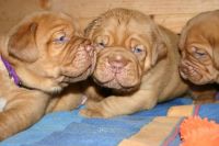 Dogue De Bordeaux Puppies for sale in Montgomery, AL, USA. price: $500