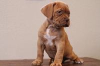 Dogue De Bordeaux Puppies for sale in Littlestown, PA 17340, USA. price: $500