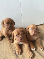 Dogue De Bordeaux Puppies for sale in El Paso, TX, USA. price: $500