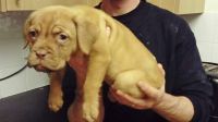 Dogue De Bordeaux Puppies for sale in San Jose, CA, USA. price: $500