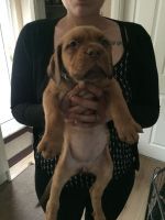 Dogue De Bordeaux Puppies for sale in PA-18, Albion, PA, USA. price: $300