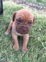 Dogue De Bordeaux Puppies for sale in Fredonia, KS 66736, USA. price: $1,200