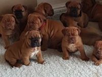 Dogue De Bordeaux Puppies for sale in Fresno, CA, USA. price: $400