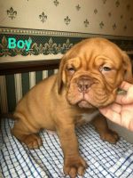 Dogue De Bordeaux Puppies for sale in Greensboro, NC, USA. price: $500
