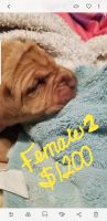 Dogue De Bordeaux Puppies for sale in Finland, MN 55603, USA. price: $1,200