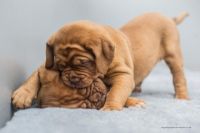 Dogue De Bordeaux Puppies for sale in Greensboro, NC, USA. price: $500