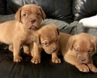 Dogue De Bordeaux Puppies for sale in Livermore, CA, USA. price: $500