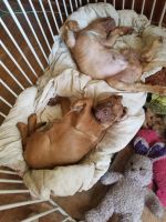 Dogue De Bordeaux Puppies for sale in Mariposa, CA 95338, USA. price: $1,000