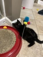 Domestic Longhaired Cat Cats for sale in Richland, New Jersey. price: NA