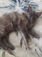 Domestic Longhaired Cat Cats for sale in Arlington, Texas. price: $10