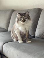 Domestic Longhaired Cat Cats for sale in Las Vegas, NV, USA. price: NA