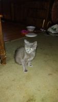 Domestic Mediumhair Cats for sale in Vista, CA, USA. price: $30