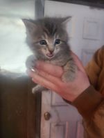 Domestic Mediumhair Cats for sale in Blackfoot, ID 83221, USA. price: $15