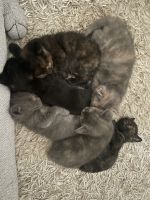 Domestic Mediumhair Cats for sale in Brisbane, Queensland. price: $100