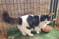 Domestic Mediumhair Cats for sale in Apple Valley, California. price: $75