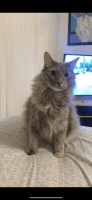 Domestic Mediumhair Cats for sale in Joliet, Illinois. price: NA
