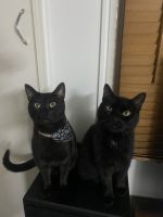 Domestic Mediumhair Cats for sale in Coorparoo, Queensland. price: $150