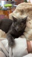 Domestic Mediumhair Cats for sale in Clearfield, Utah. price: $25
