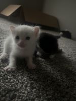 Domestic Mediumhair Cats for sale in Houston, Texas. price: $50