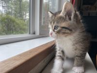 Domestic Mediumhair Cats for sale in Westfield, Massachusetts. price: $100