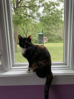 Sweet Tortoise Shell Female Cat