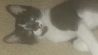Domestic Mediumhair Cats for sale in Tempe, AZ, USA. price: $50