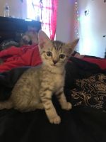 Domestic Mediumhair Cats for sale in Baltimore, MD, USA. price: $50