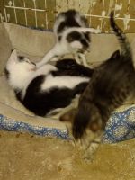 Kittens ready for new homes