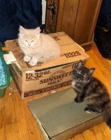 Domestic Mediumhair Cats for sale in Hayward, CA, USA. price: $10