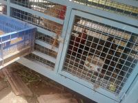 Domestic rabbit Rabbits for sale in Bengaluru, Karnataka, India. price: 800 INR