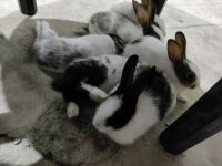 Domestic rabbit Rabbits for sale in Kanpur Nagar, Uttar Pradesh, India. price: 700 INR